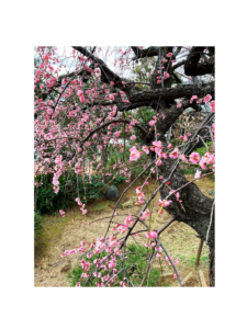 ご利用者さん宅で出会った、春の贈りもの