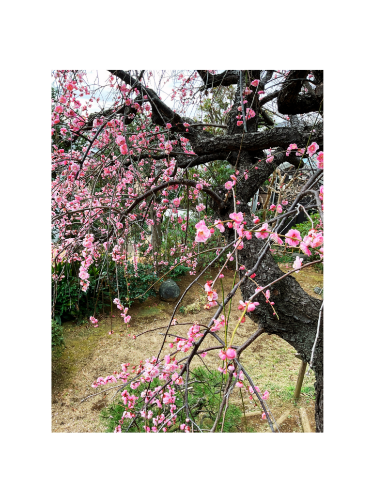 ご利用者さん宅で出会った、春の贈りもの